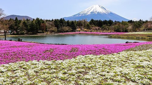 shibazakura-festival-mount-fuji-five-lakes